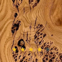 Očkový topol (stáří dřeva 150-200 let)